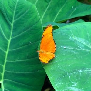 Meet your Posher, Song